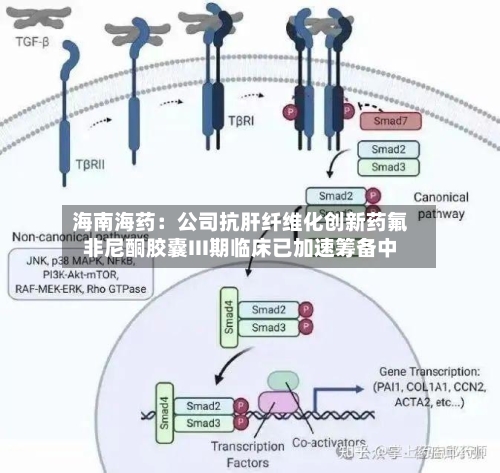 海南海药：公司抗肝纤维化创新药氟非尼酮胶囊III期临床已加速筹备中