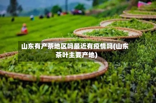 山东有产茶地区吗最近有疫情吗(山东茶叶主要产地)