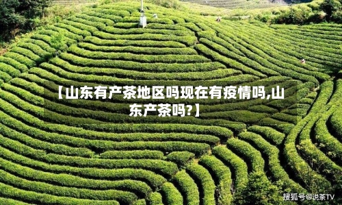 【山东有产茶地区吗现在有疫情吗,山东产茶吗?】
