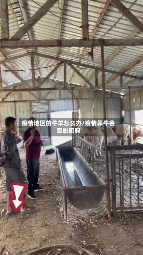 疫情地区的牛羊怎么办/疫情养牛会受影响吗