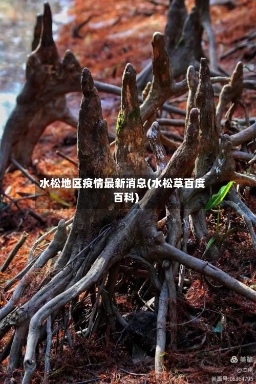 水松地区疫情最新消息(水松草百度百科)