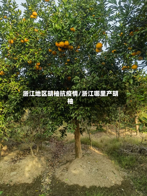 浙江地区胡柚抗疫情/浙江哪里产胡柚
